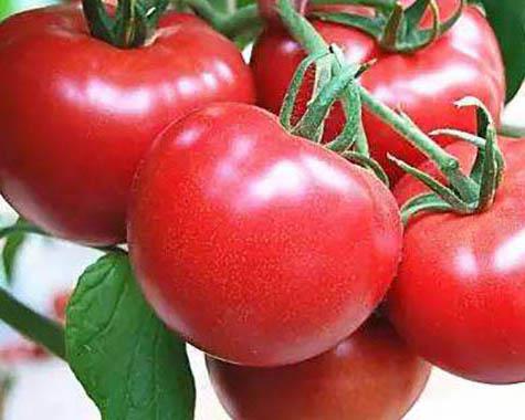 番茄醬加工蘑菇视频黄色版