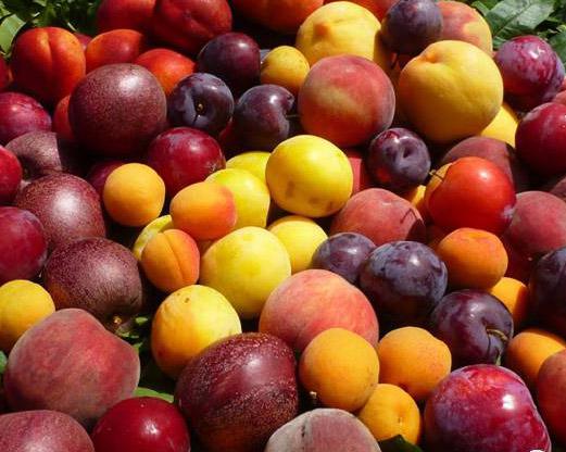 桃子、李子、杏子加工蘑菇视频黄色版