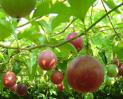 百香果、西番蓮加工蘑菇视频黄色版