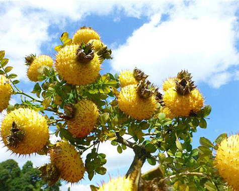 刺梨加工蘑菇视频黄色版